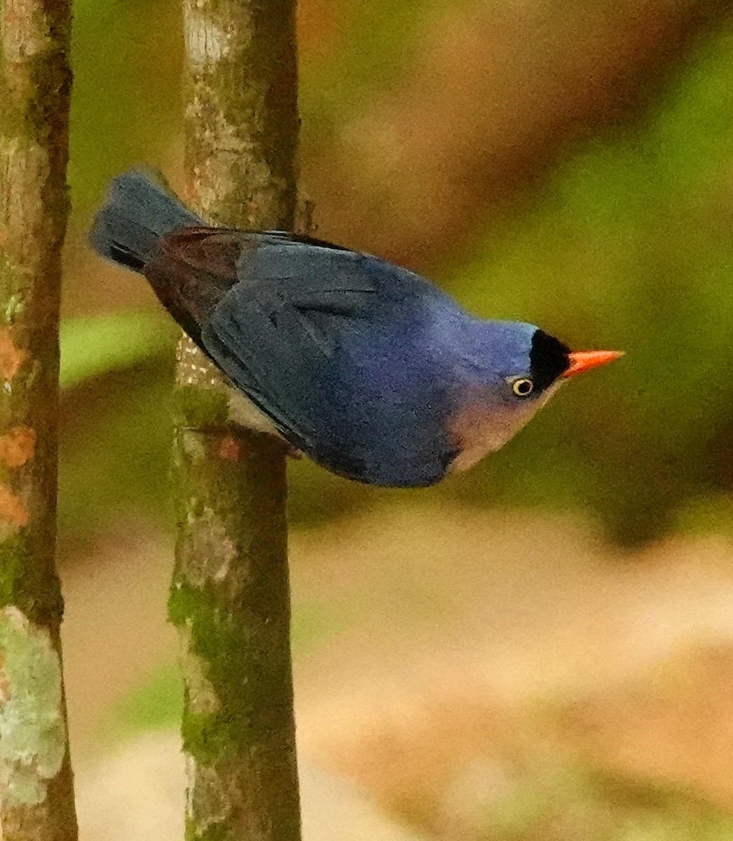 Velvet-fronted Nuthatch - ML647353126