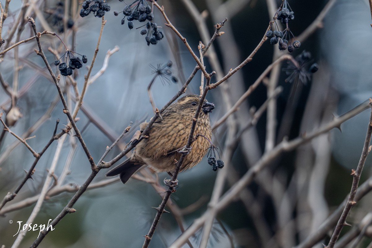Dark-rumped Rosefinch - ML647353127