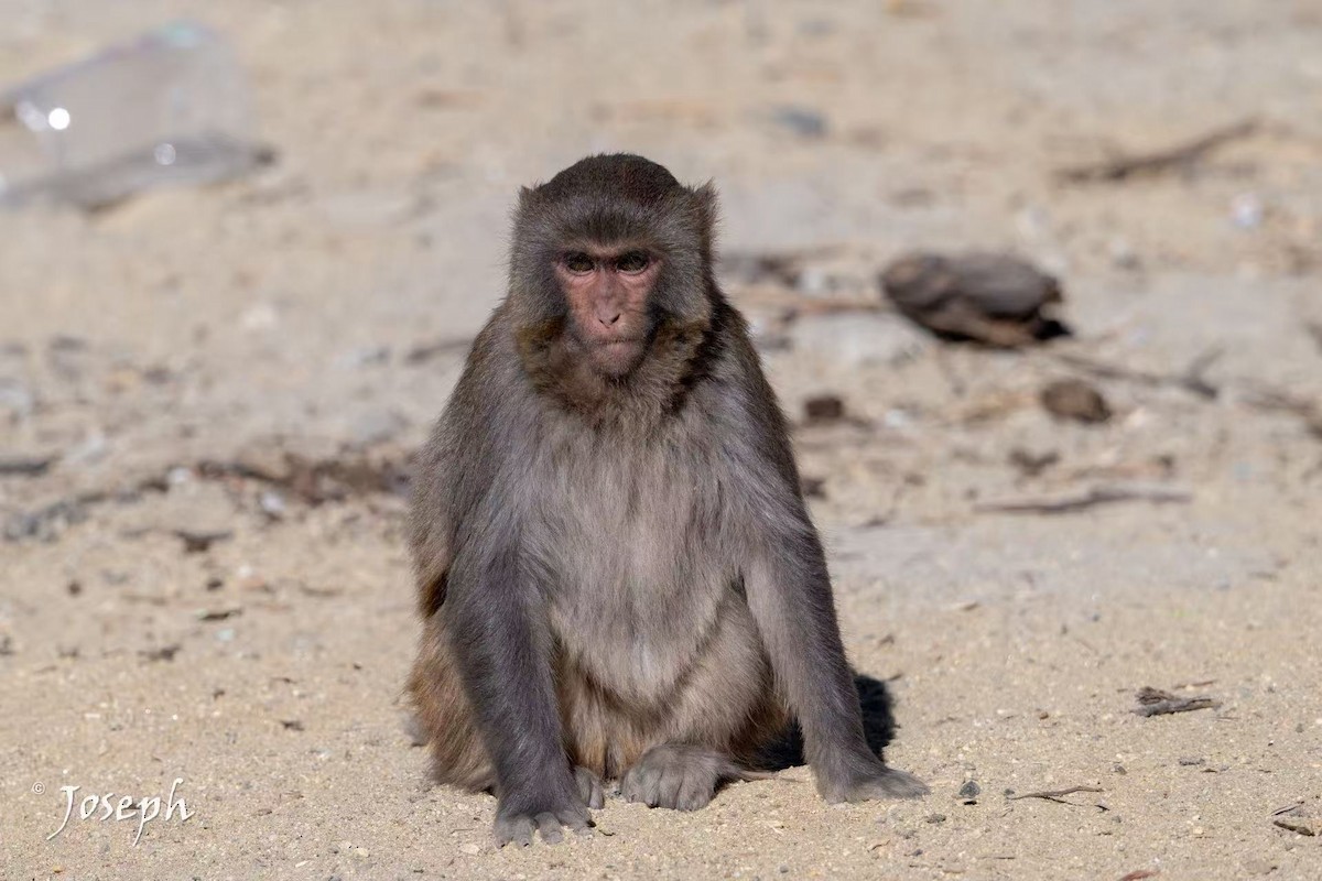 Tibetan Macaque - ML647353137