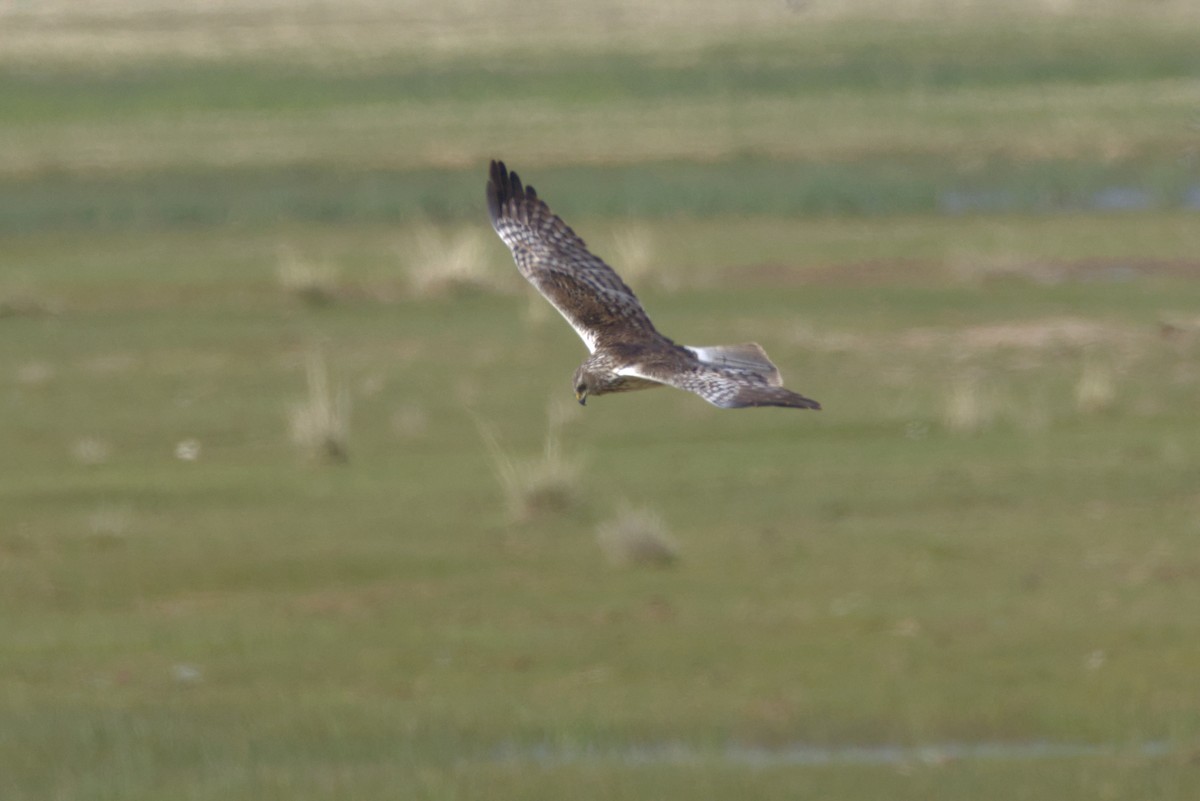 østsivhauk - ML647353141