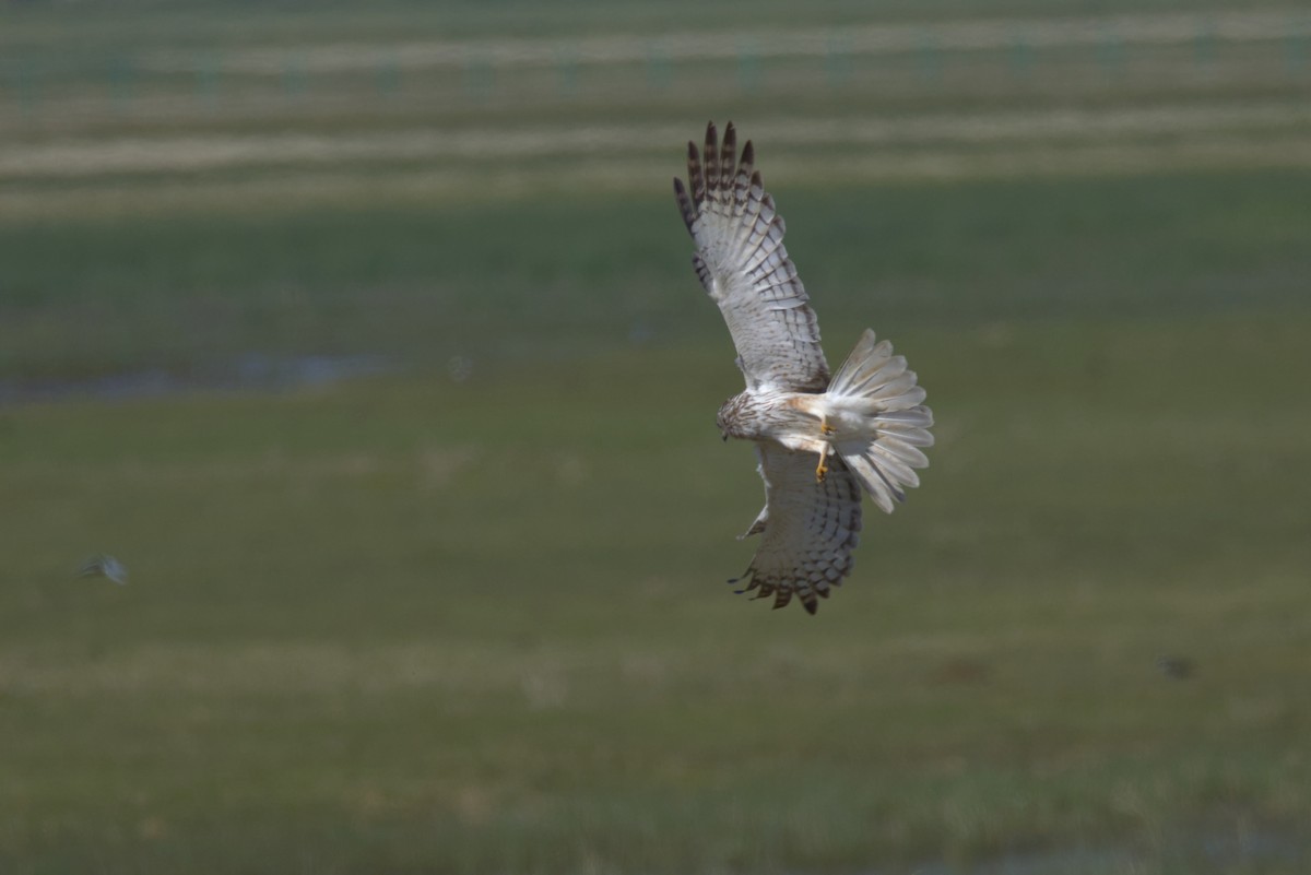 østsivhauk - ML647353142