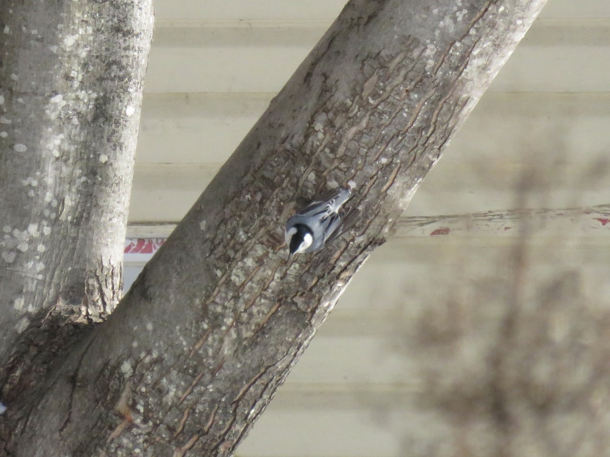 White-breasted Nuthatch - ML647353152