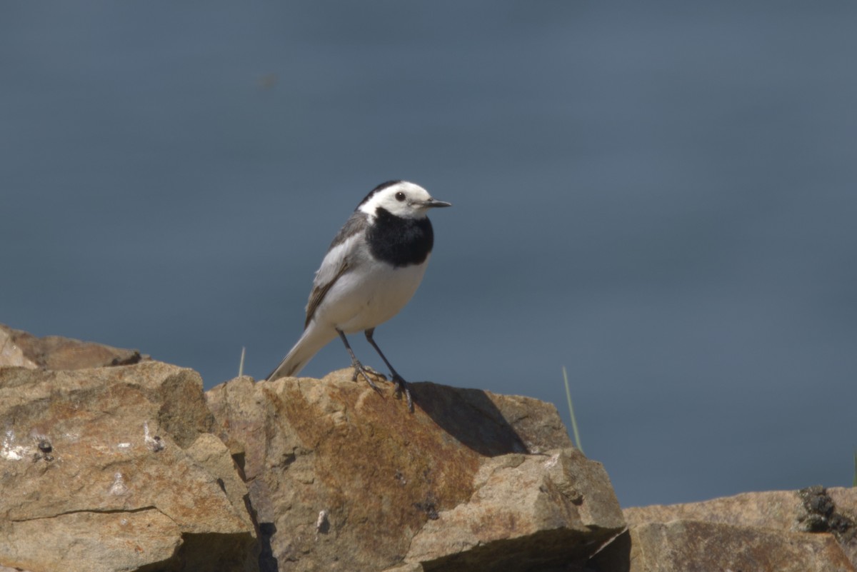 linerle (baicalensis) - ML647353153