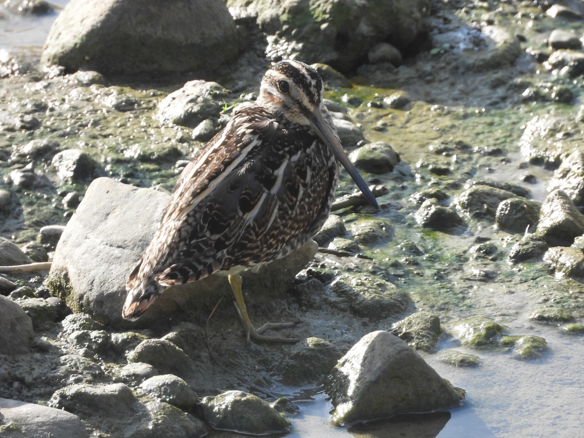 חרטומית ביצות - ML647353154