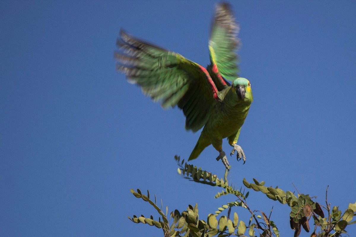 Turquoise-fronted Amazon - ML647353158