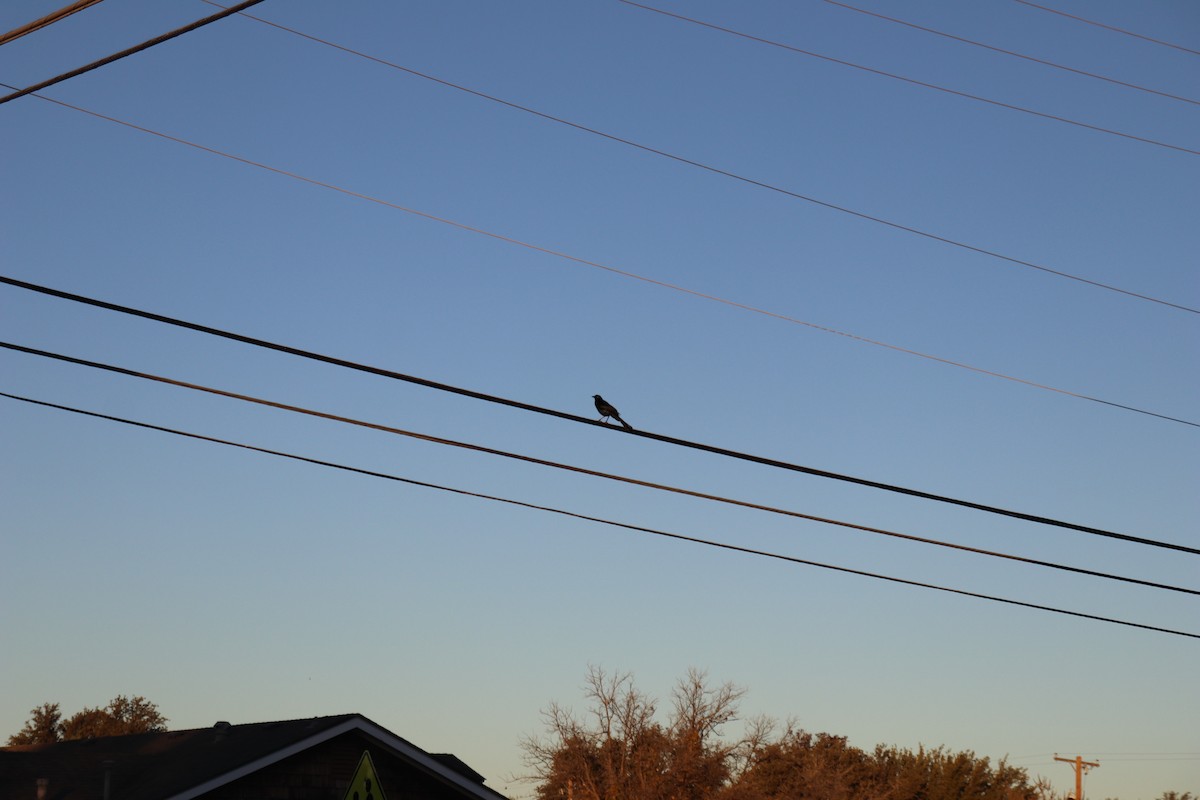 Great-tailed Grackle - ML647353162