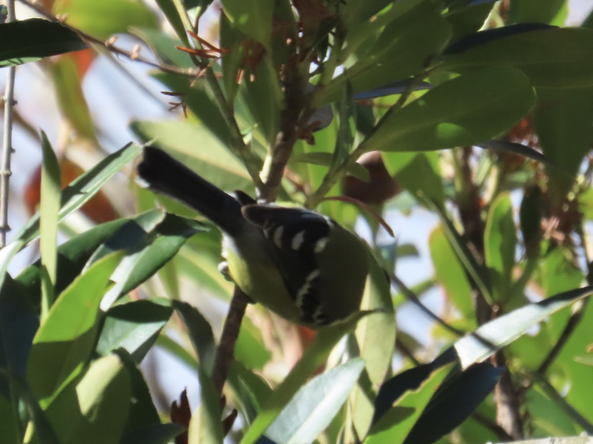 Green-backed Tit - ML647353163