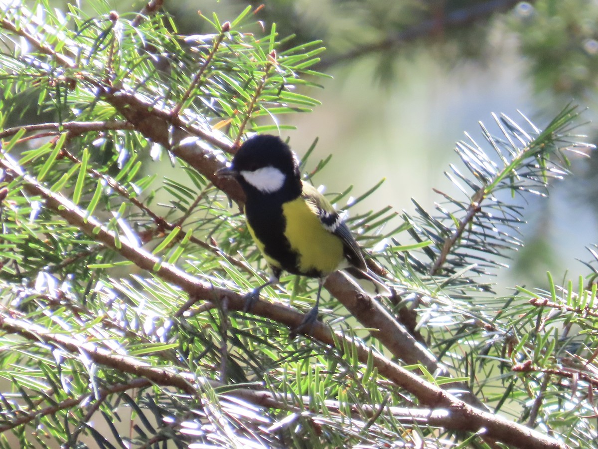 Green-backed Tit - ML647353164