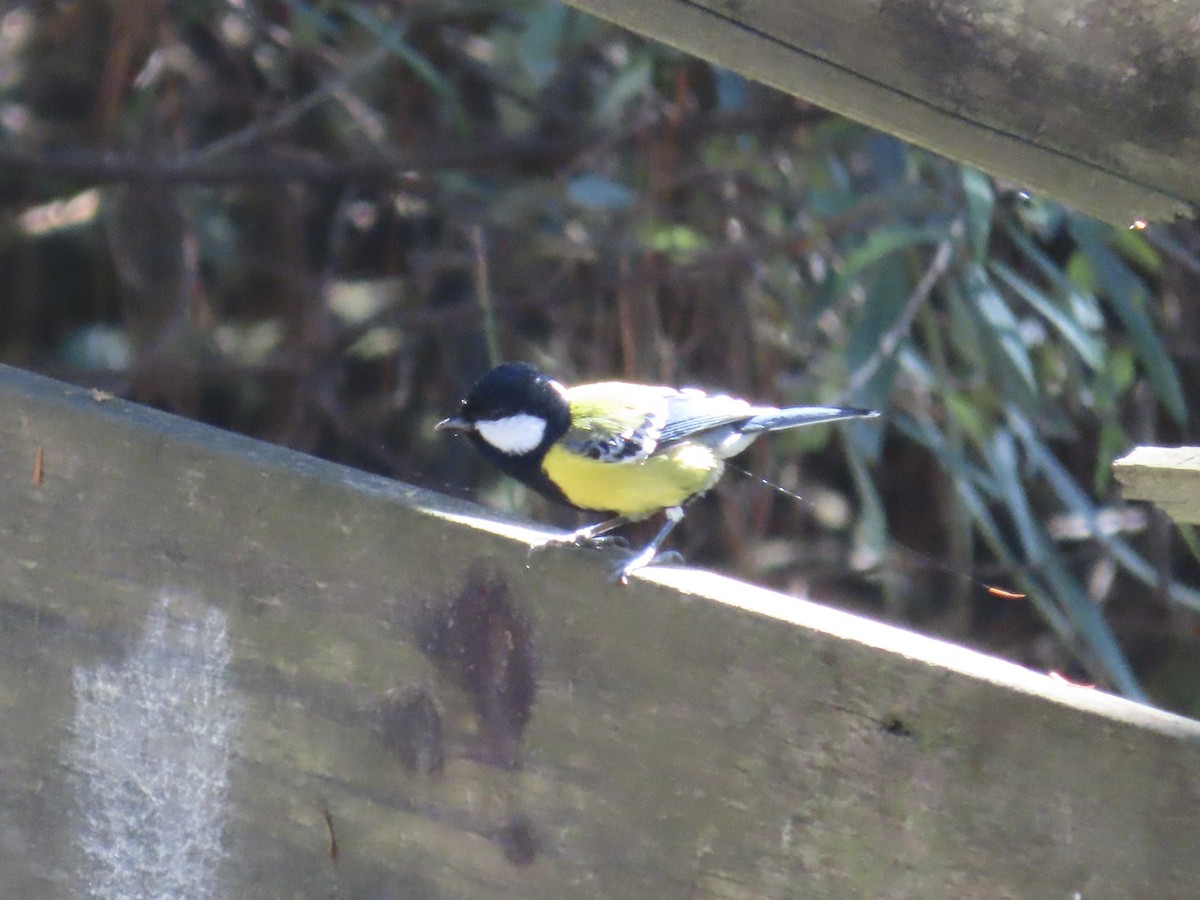 Green-backed Tit - ML647353165