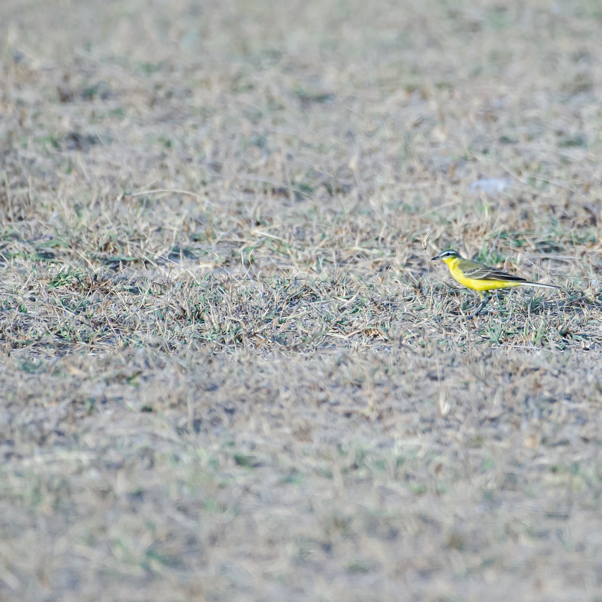 Western Yellow Wagtail (beema) - ML647353166