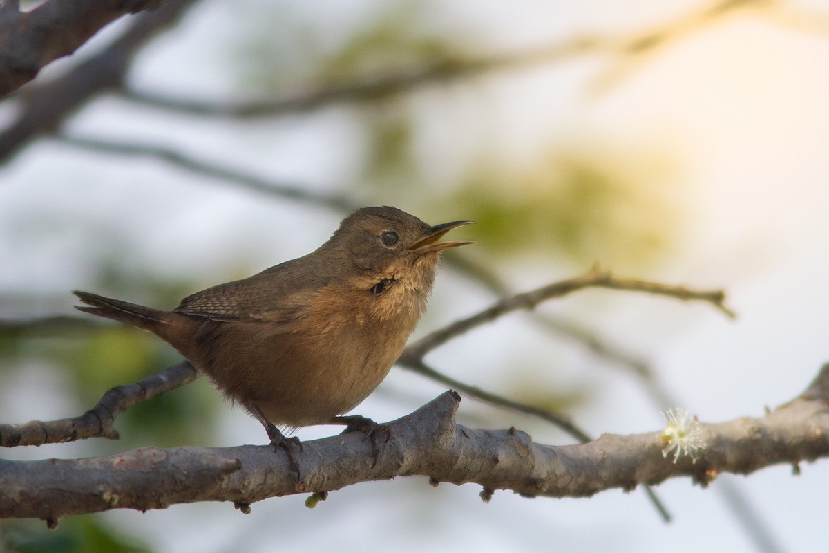 Southern House Wren - ML647353170