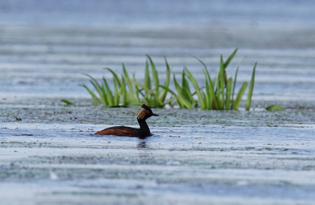 Eared Grebe - ML647353172