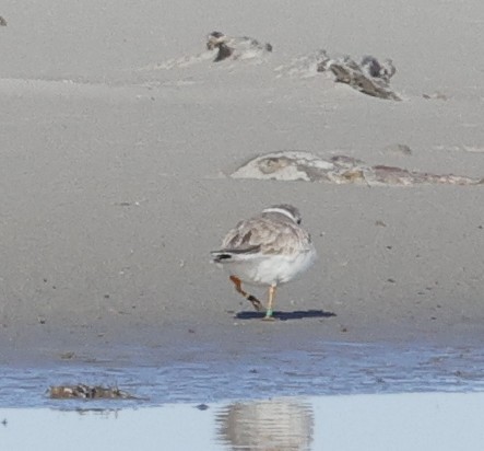 Piping Plover - ML647353184
