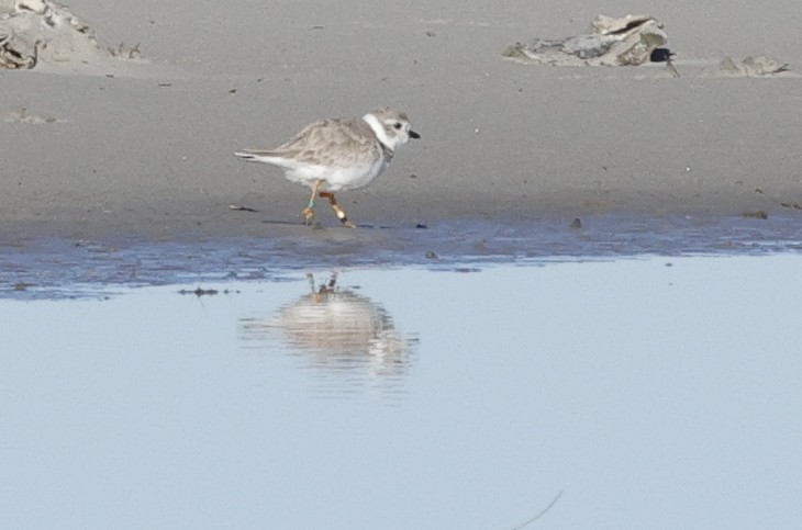 Piping Plover - ML647353185