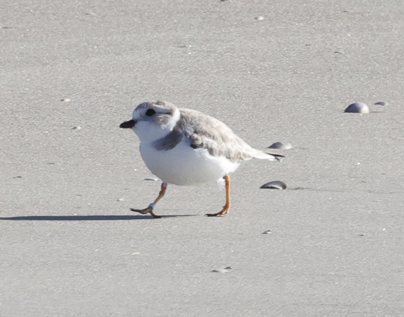 Piping Plover - ML647353187
