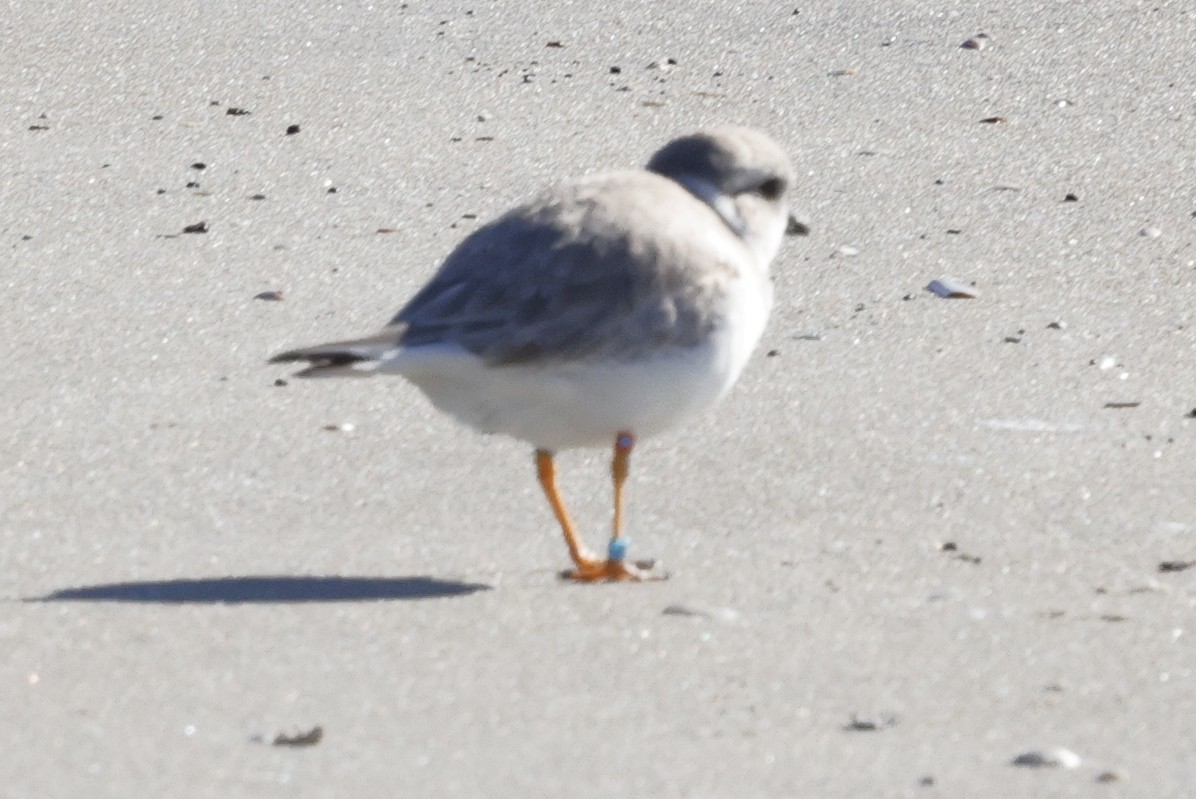 Piping Plover - ML647353188