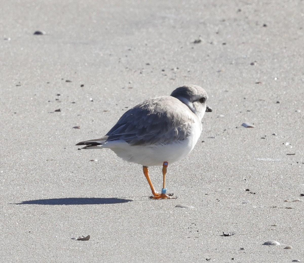 Piping Plover - ML647353189