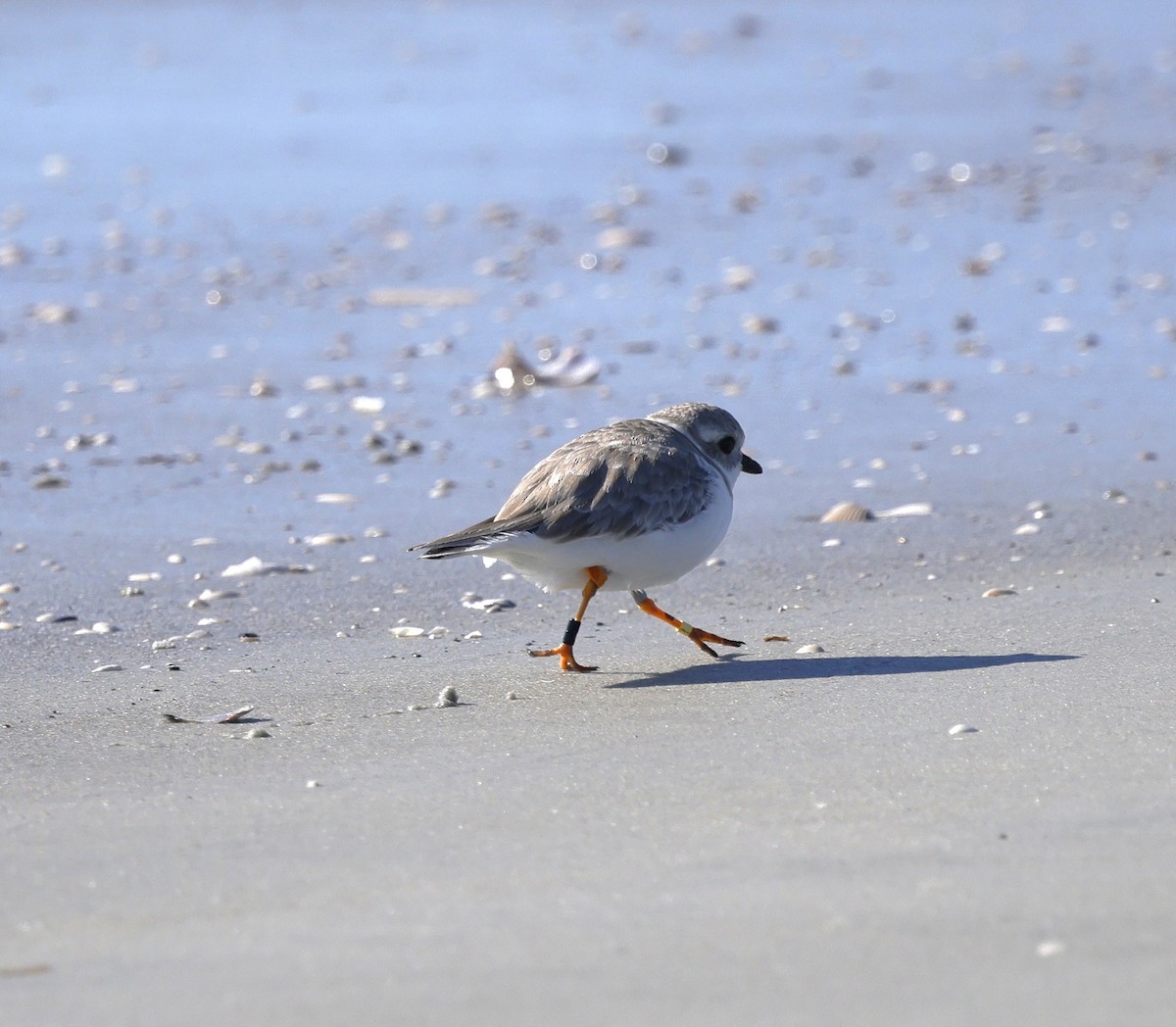Piping Plover - ML647353190