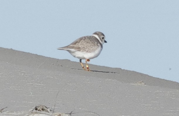 Piping Plover - ML647353191