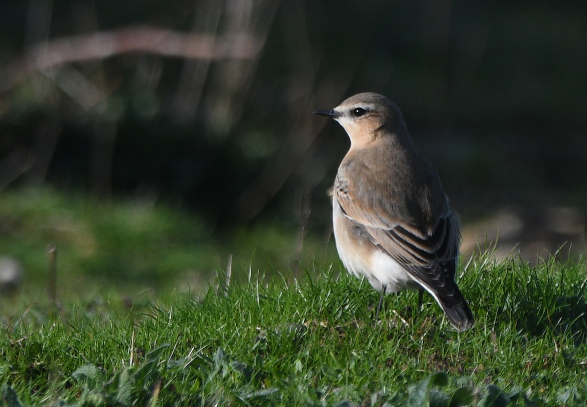 穗䳭 - ML647353192