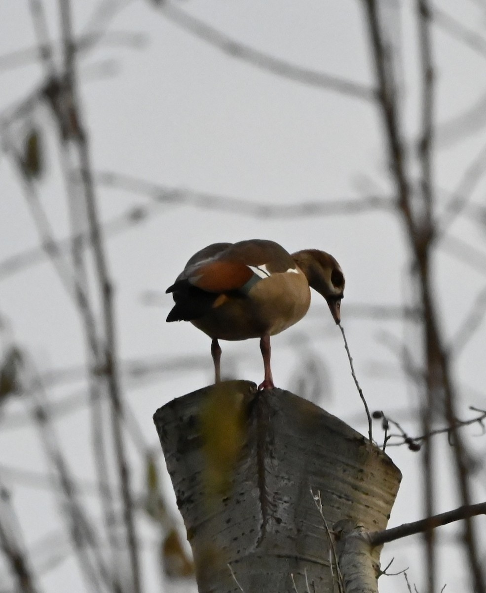 Egyptian Goose - ML647353193