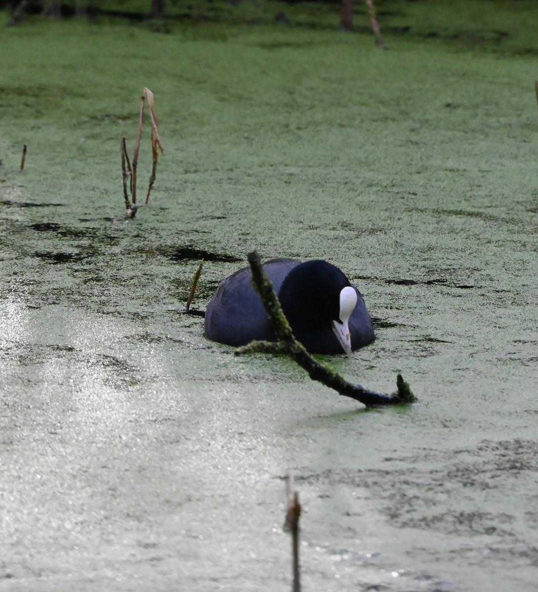 Eurasian Coot - ML647353195