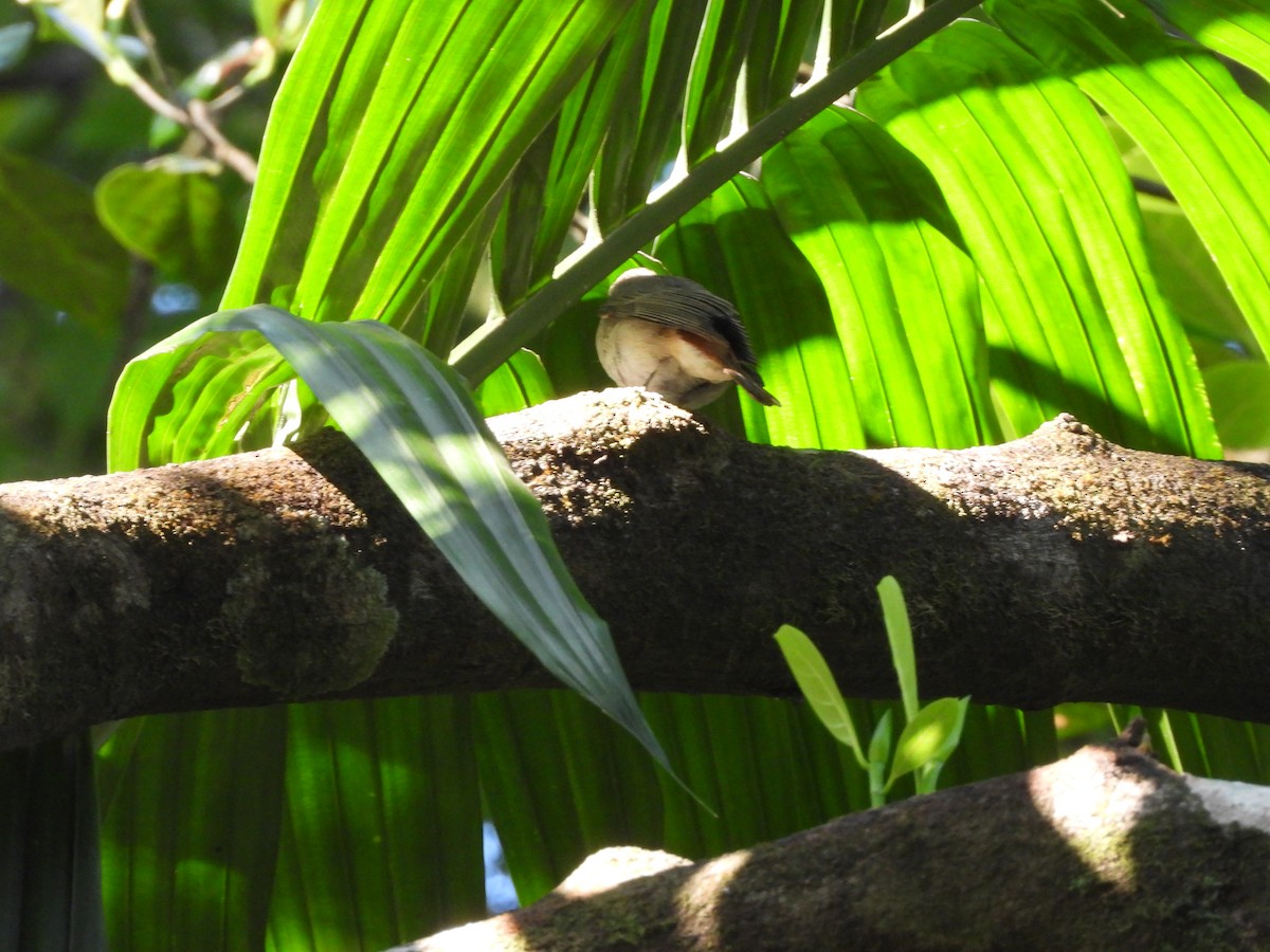Rusty-tailed Flycatcher - ML647353196