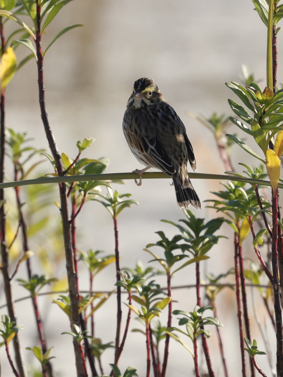 Savannah Sparrow - ML647353198