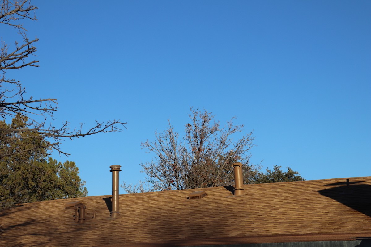 American Robin - ML647353208