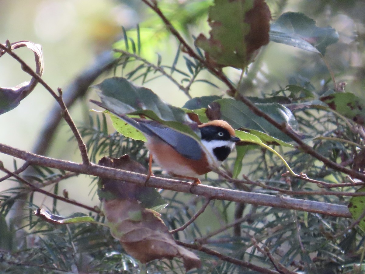 Ополовник рудоголовий - ML647353213