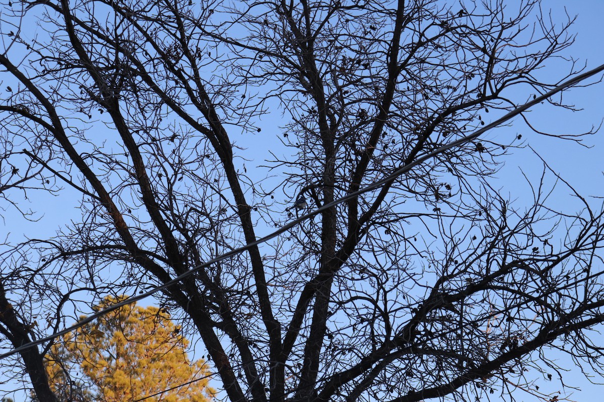 Blue Jay - ML647353222