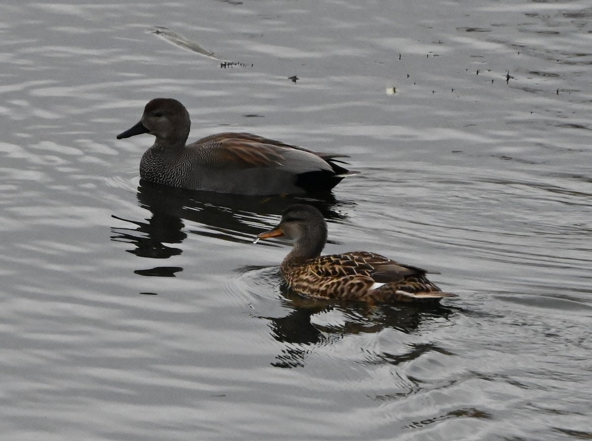 Нерозень - ML647353229