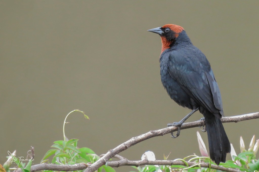 Каруг рудоголовий - ML647353230