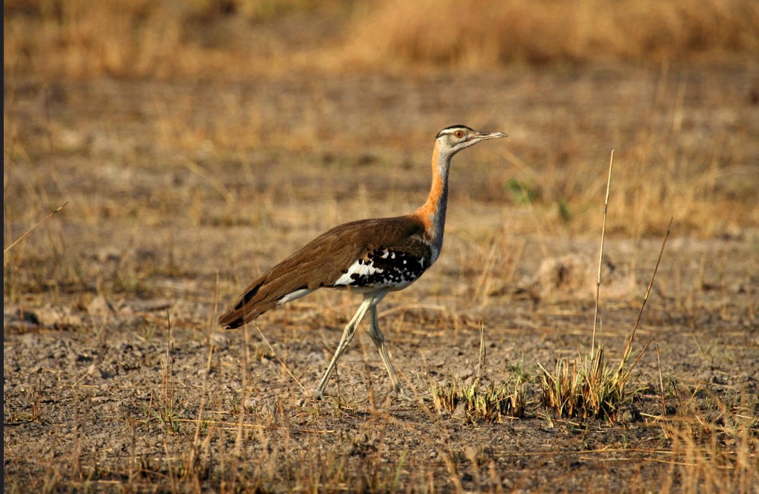 Дрохва кафрська - ML647353231