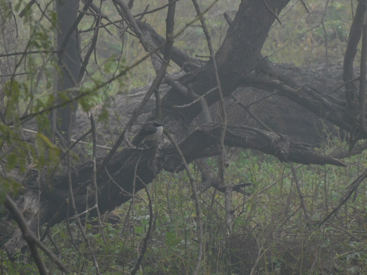 Трав'янка сіра - ML647353232