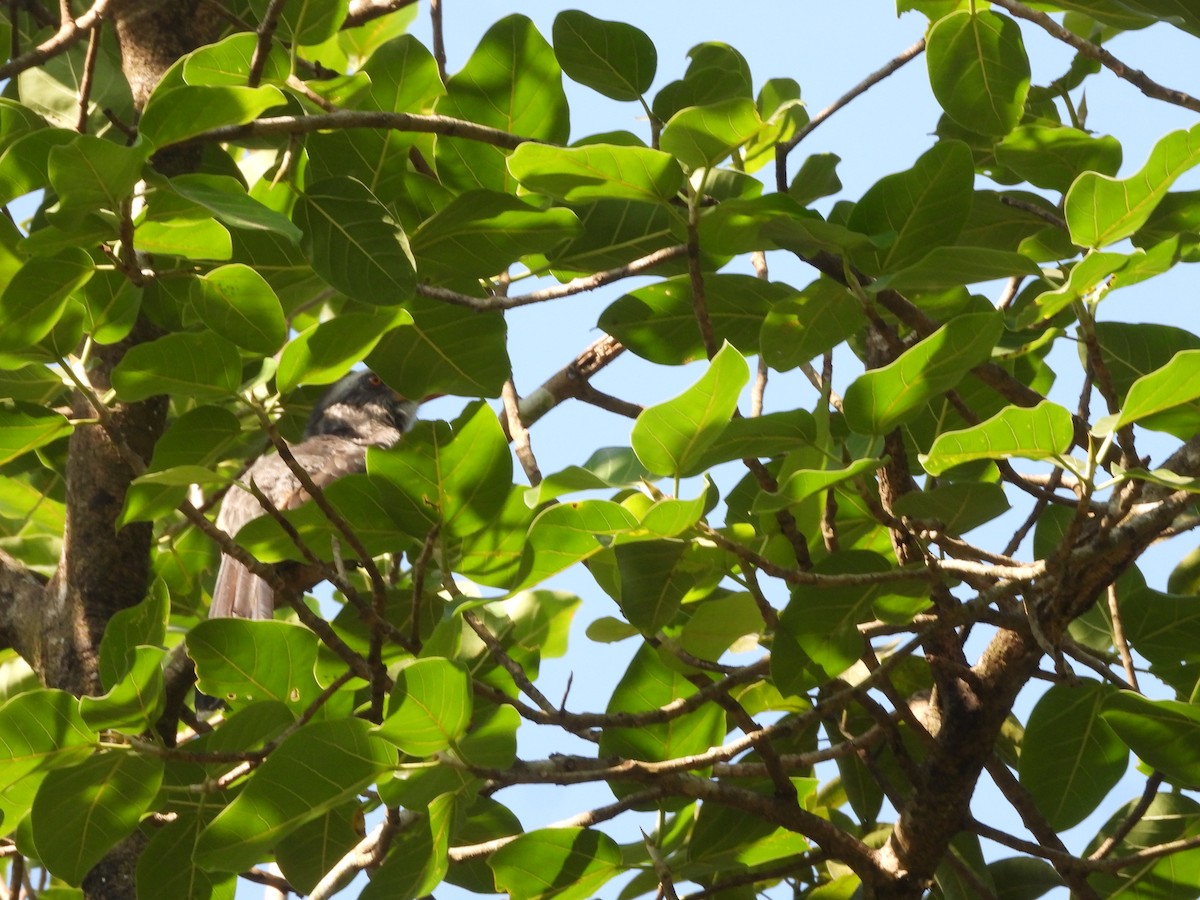 Токо малабарський - ML647353233