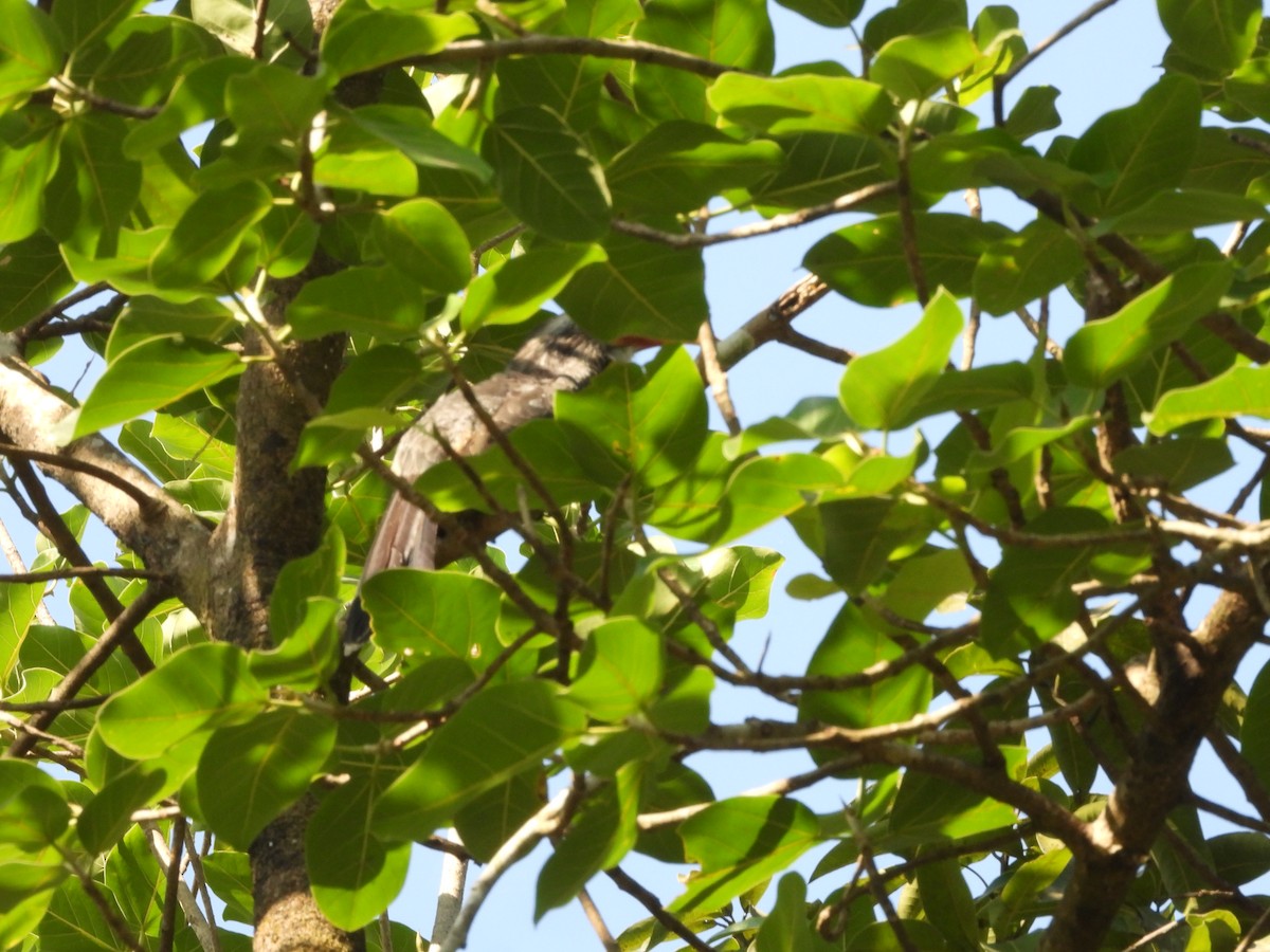 Токо малабарський - ML647353234