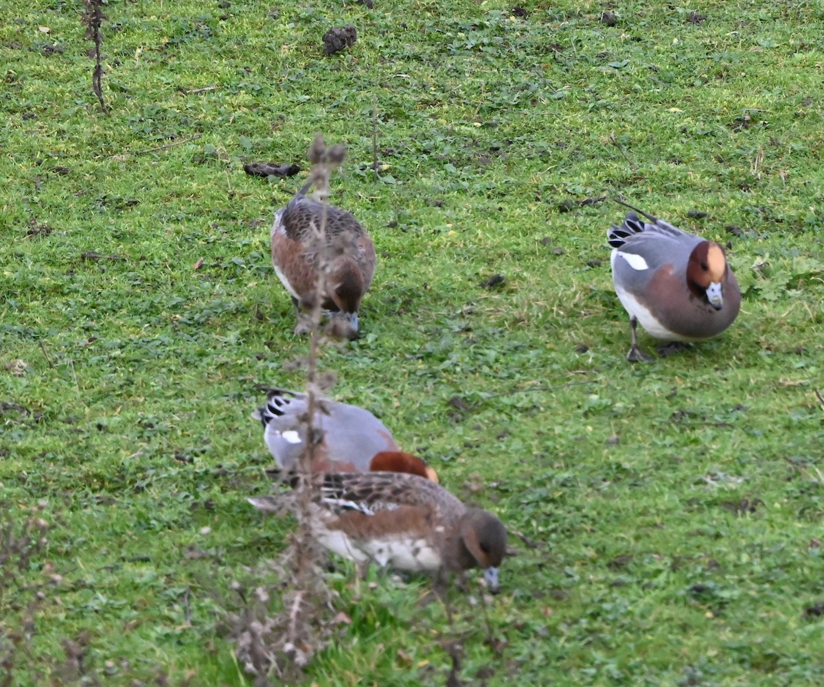 Свищ євразійський - ML647353235