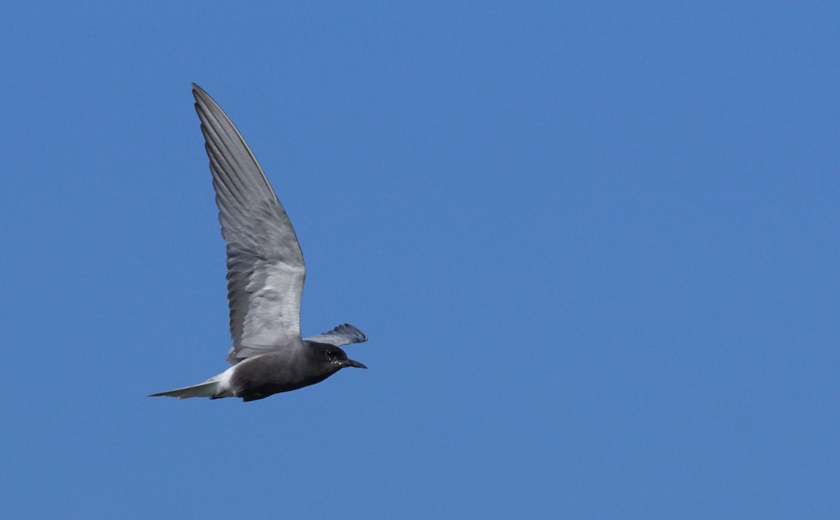 Крячок чорний - ML647353236