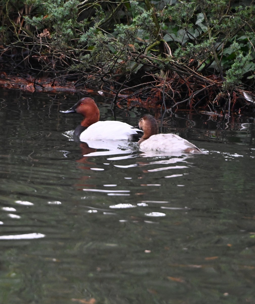 Попелюх звичайний - ML647353238