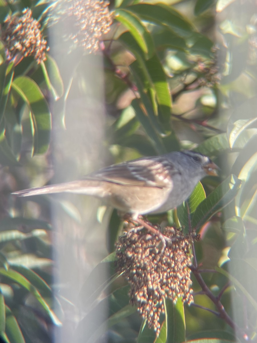 Бруант білобровий - ML647353239