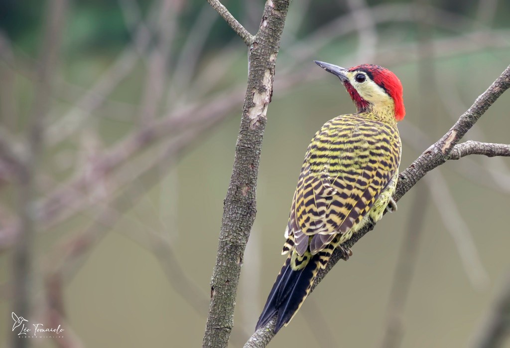 Декол плямистоволий - ML647353242