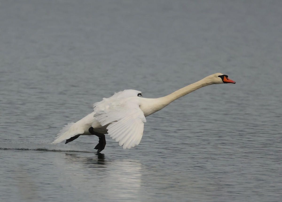 Лебідь-шипун - ML647353244