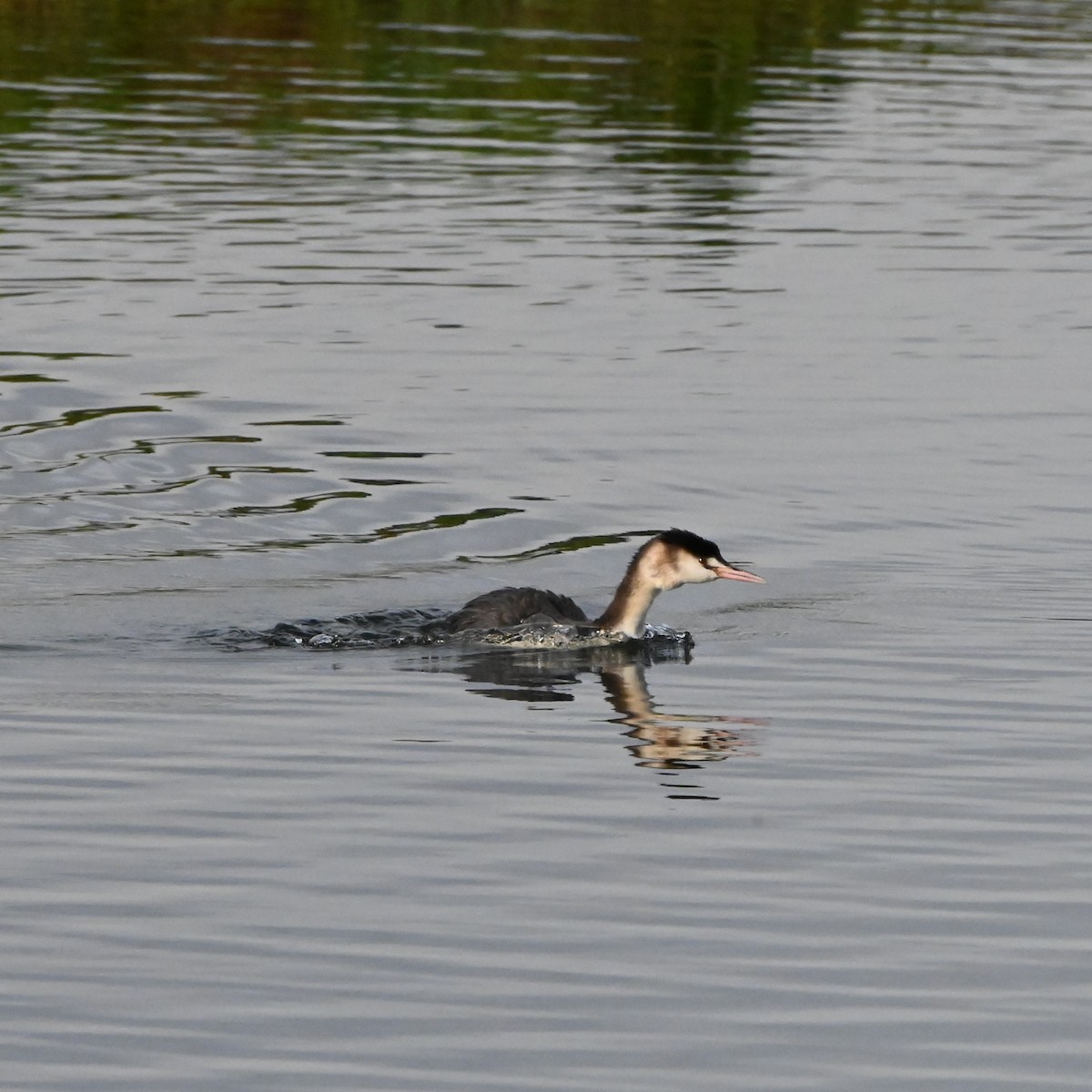 Пірникоза велика - ML647353250
