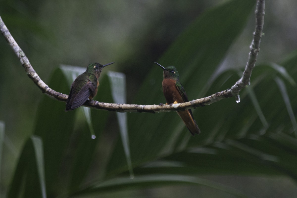 Колібрі-коронет каштановогрудий - ML647353251