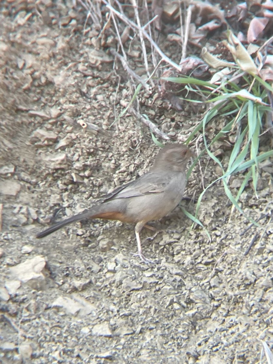 Тауї каліфорнійський - ML647353253