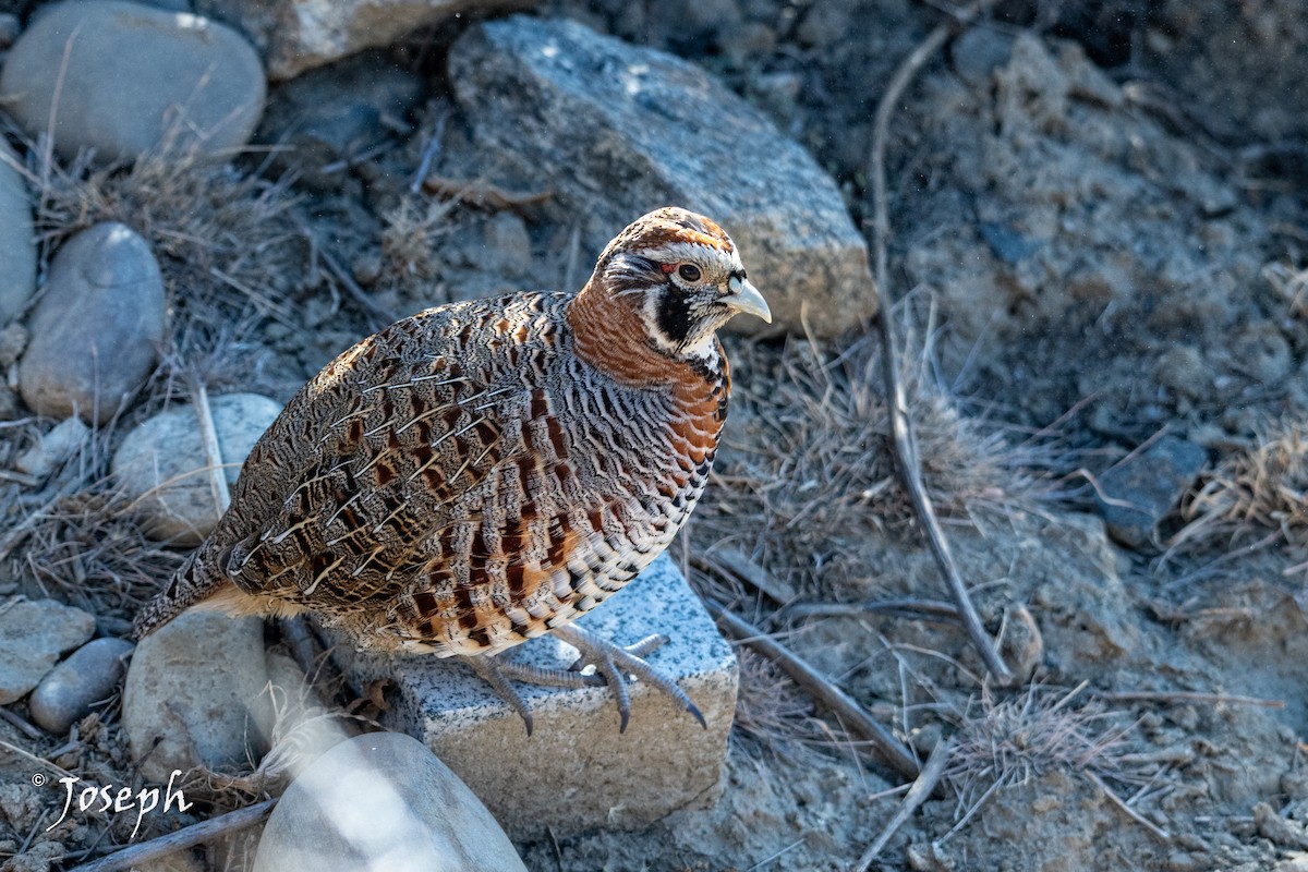 Tibetan Partridge - ML647353254
