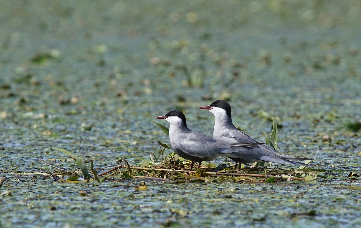 Крячок білощокий - ML647353257