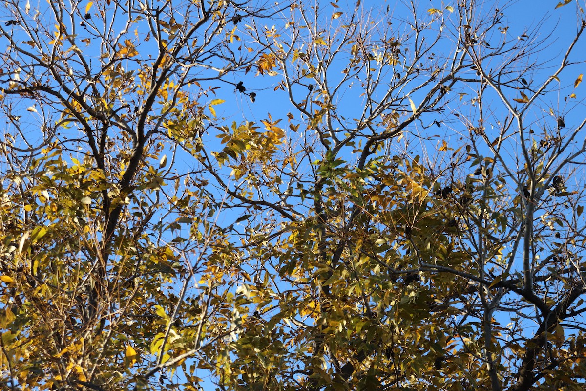 Пісняр-лісовик жовтогузий - ML647353258