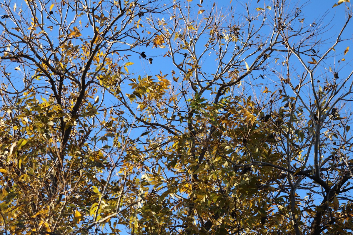 Пісняр-лісовик жовтогузий - ML647353259